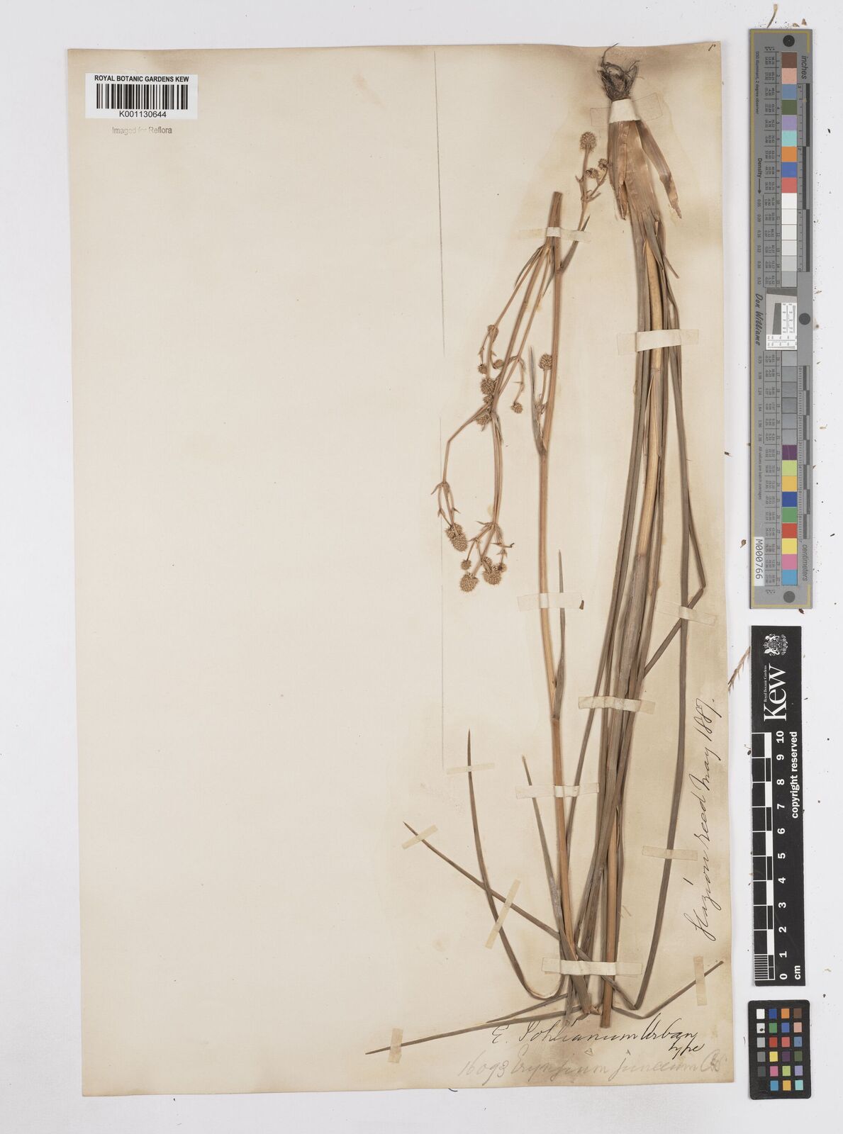 Kew Gardens K001130644:  Glaziou, A.F.M. [16093] Brazil