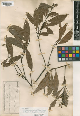 Kew Gardens K000642220:  Regnell, A.F. [3 86] Brazil