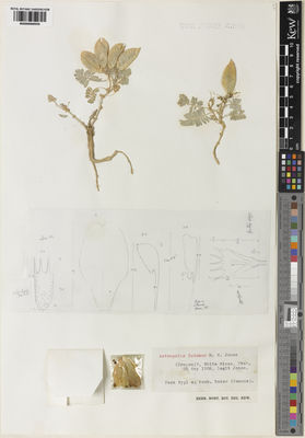 Kew Gardens K000999555:  Jones, M.E. [s.n.] United States