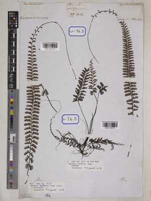 Kew Gardens K001109184:  s.coll. [Cat. no. 76]