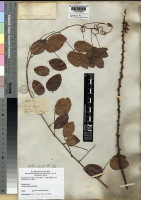 Kew Gardens K000206534:  Blanchet, J.S. [3085] Brazil