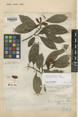 Kew Gardens K000681484:  Walker, G.W. [s.n.] Sri Lanka