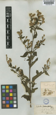 Kew Gardens K000486793:  Tweedie [s.n.] Brazil