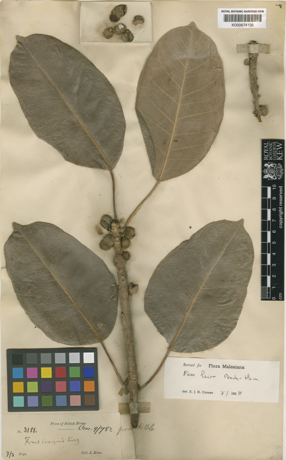 Ficus Lacor Buch Ham Plants Of The World Online Kew Science