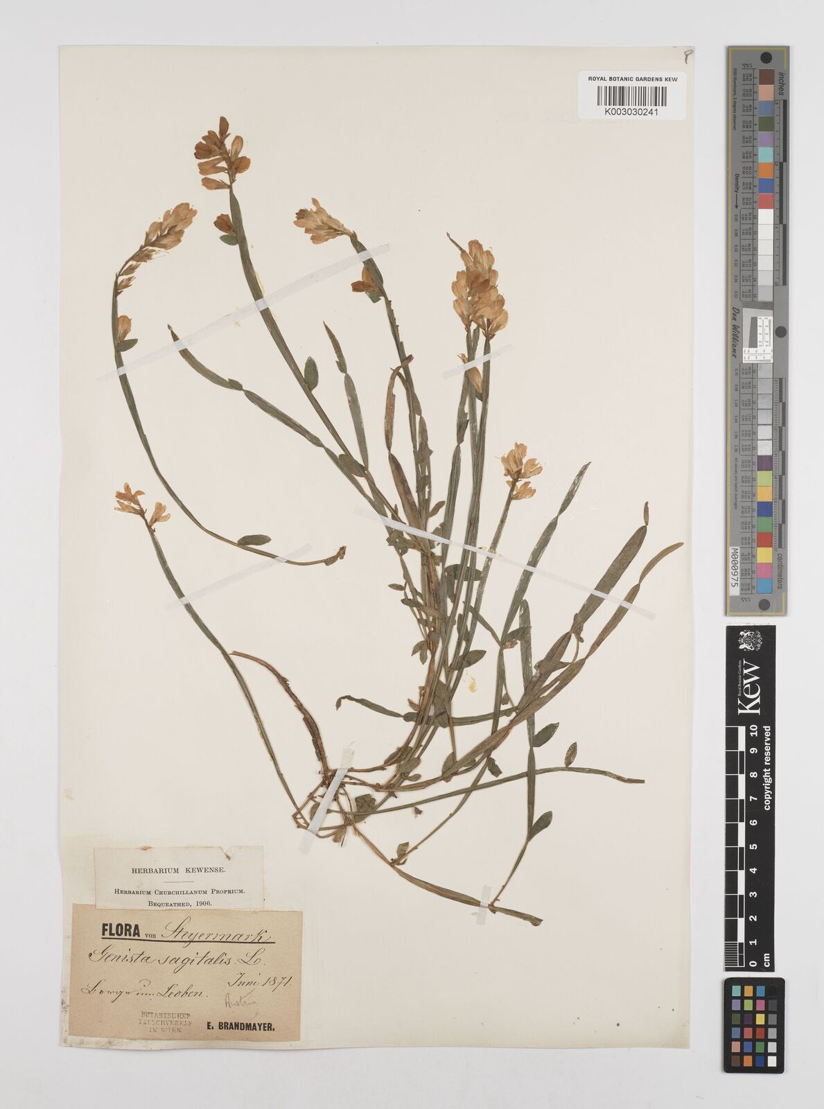 Genista Sagittalis L. | Plants Of The World Online | Kew Science