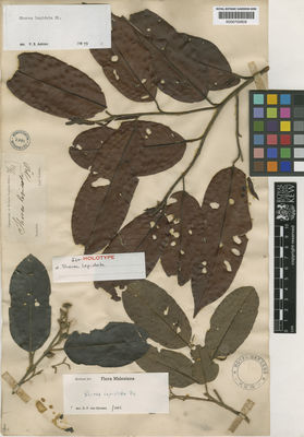 Kew Gardens K000700609:  Korthals, P.W. [s.n.] Indonesia