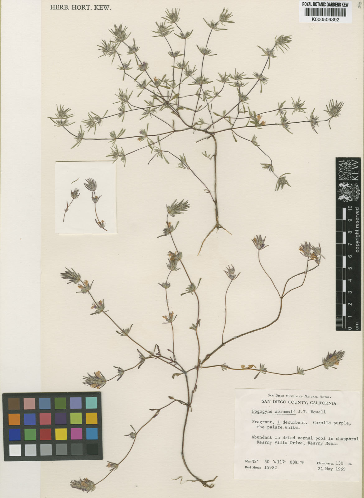 Pogogyne abramsii J.T.Howell | Plants of the World Online | Kew Science