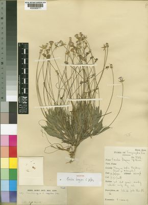 Kew Gardens K000306771:  Burtt, B.D. [3717] Tanzania