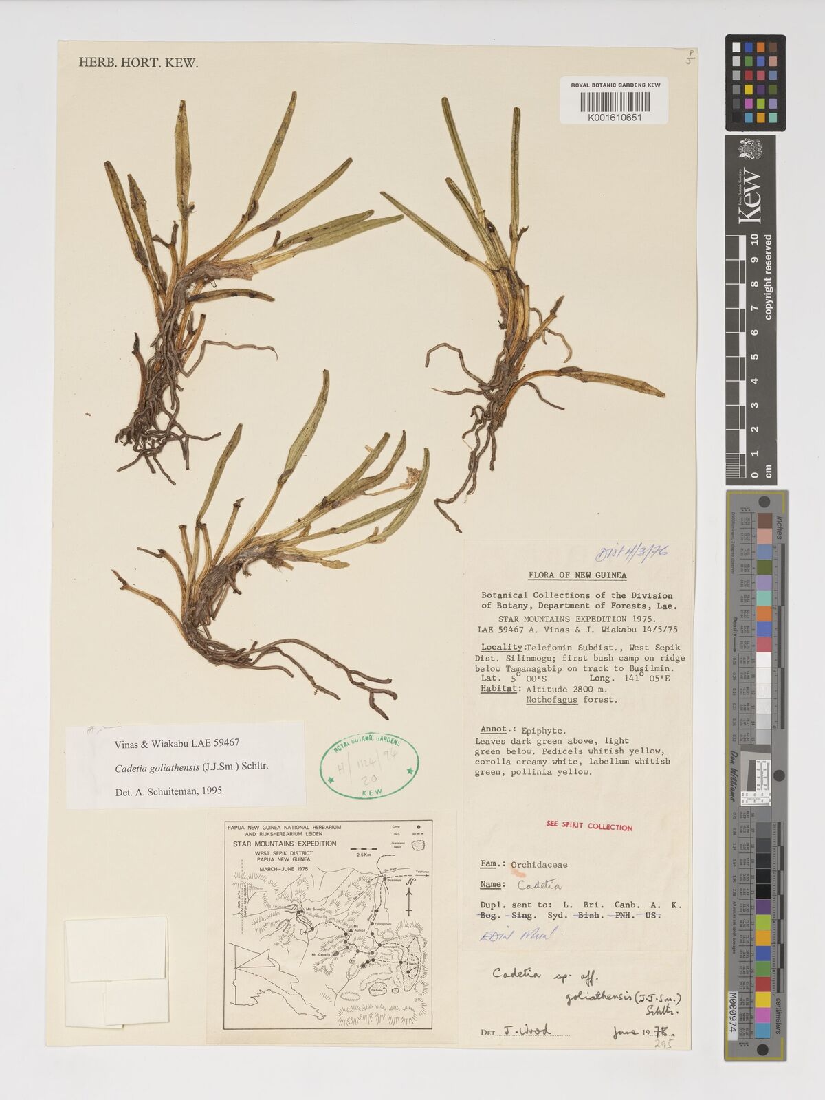 Dendrobium goliathense