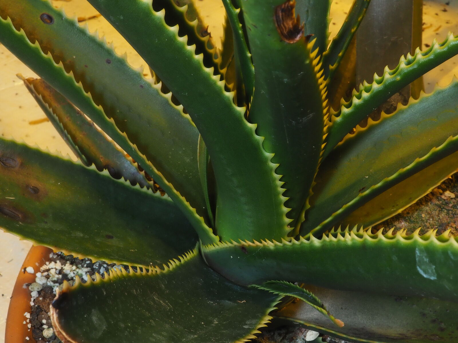 Aloe schomeri