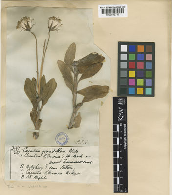 Kew Gardens K000843747:  s.coll. [257]