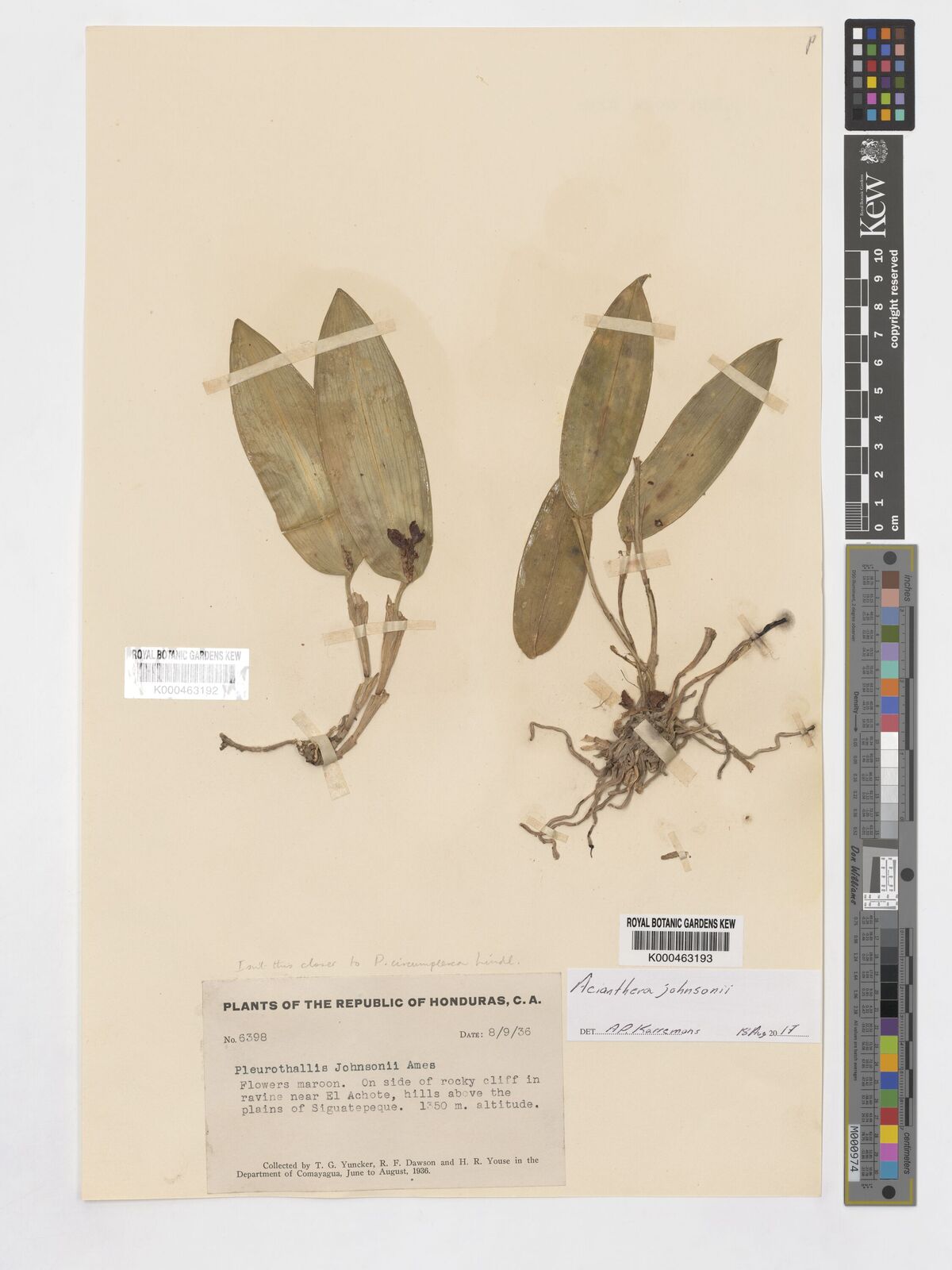 Kew Gardens K000463193:  Yuncker, T.G.; Dawson, R.F.; Youse, H.R. [6398] Honduras