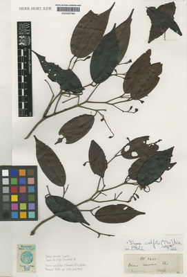 Kew Gardens K000587360:  s.coll. [3410] Sri Lanka