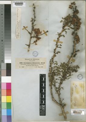 Kew Gardens K000393509:  Franquerville [s.n.] Ethiopia