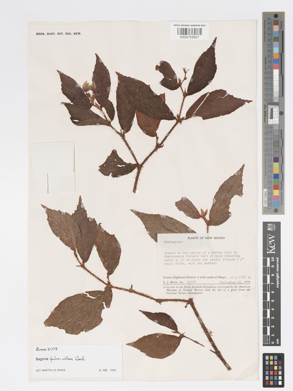 Begonia fulvovillosa