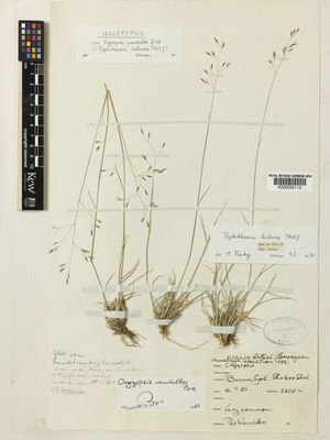 Kew Gardens K000032112:  Wendelbo, P. [s.n.] Pakistan