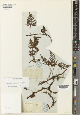 Kew Gardens K000558718:  Blume, C.L. [s.n.] Indonesia