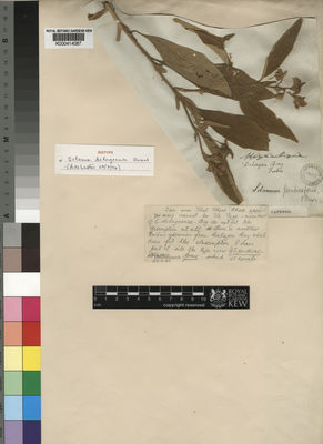 Kew Gardens K000414087:  Forbes [s.n.] Mozambique