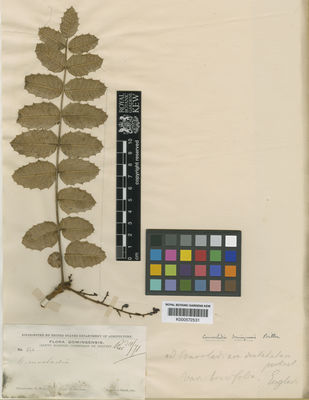 Kew Gardens K000572531:  Wright, C.; Parry, C., C.; Brummel, H. [190] Dominican Republic