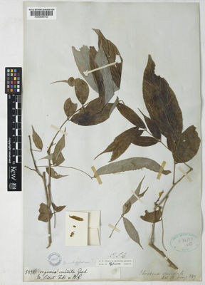 Kew Gardens K000848742:  Silve, F.de.; Gomez, W. [5895] Bangladesh