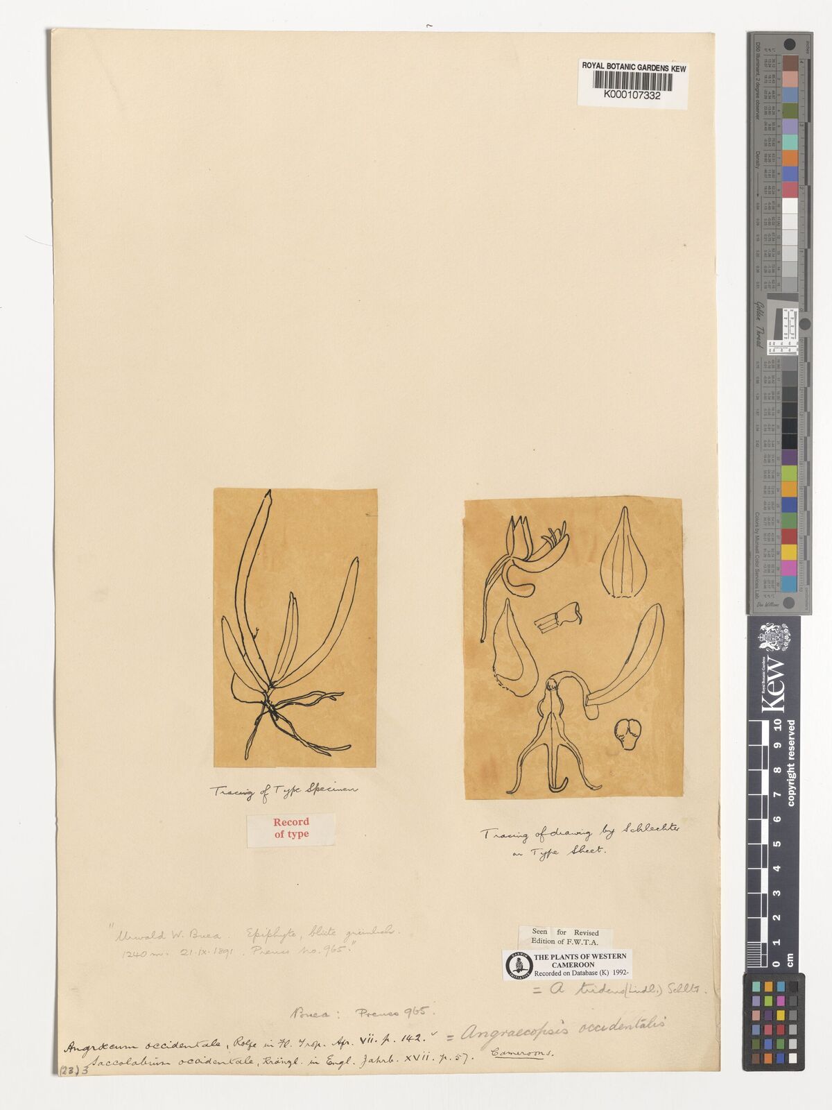 Kew Gardens K000107332:  Preuss P. R. [965] Cameroon