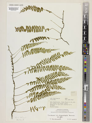 Kew Gardens K000784589:  Braithwaite, A.F. [4097] Solomon Islands