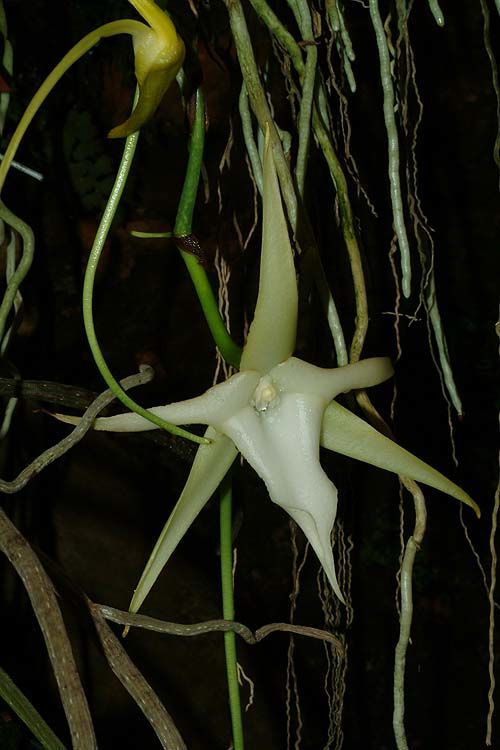 Angraecum sesquipedale Thouars | Plants of the World Online | Kew Science