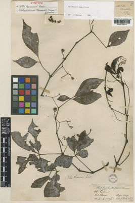 Kew Gardens K000736314:  Hooker, J.D.; Thomson, T. [1585] India