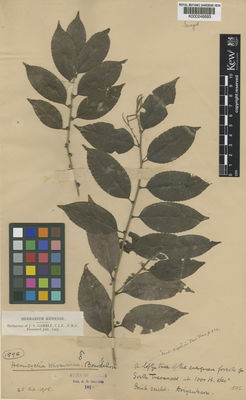 Kew Gardens K000246693:  Bourdillon, T.F. [1595] India