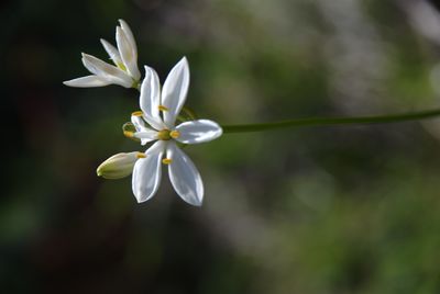 Burchardia R.Br. | Plants of the World Online | Kew Science