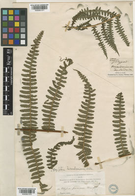 Kew Gardens K000951372:  Wilkes, C. [s.n.] United States