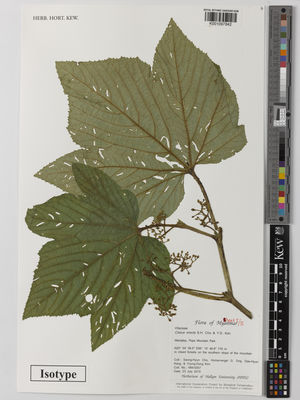 Kew Gardens K001097842:  Cho, S-H; Ong, H.G.; Kang, D-H.; Kim, Y-D. [MM 5057] Burma