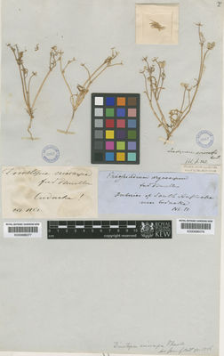 Kew Gardens K000686077:  s.coll. [s.n.] Australia