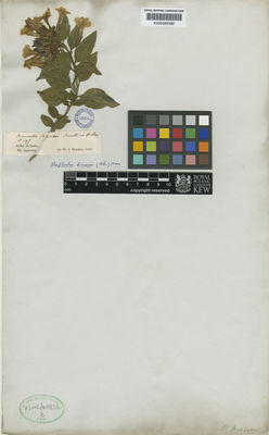 Kew Gardens K000585382:  Jameson [s.n.] Ecuador