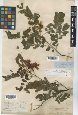 Kew Gardens K000789172:  Fitzalan, E. [s.n.] Australia