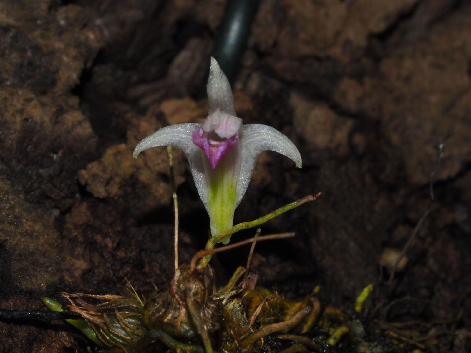 Dendrobium elliottianum