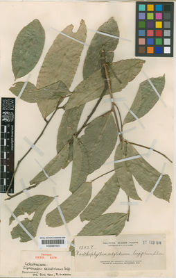 Kew Gardens K000687033:  [Elmer, A.D.E.] [13937] Philippines