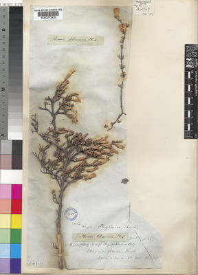 Kew Gardens K000273420:  Drege [s.n.] South Africa