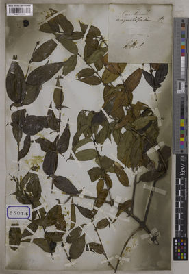 Kew Gardens K001125208:  Wallich, N. [Cat. no. 8308]