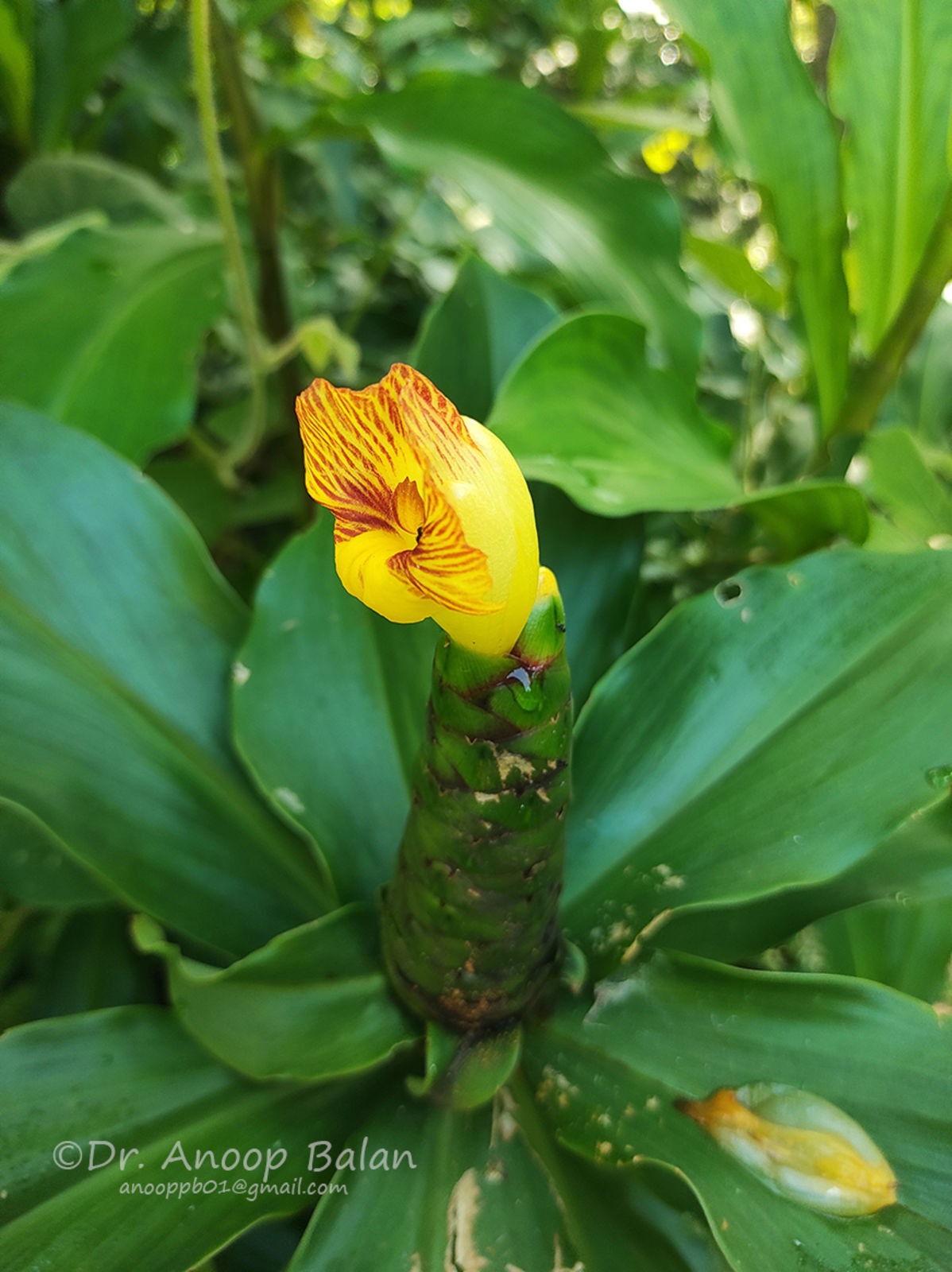 costus-pictus-d-don-plants-of-the-world-online-kew-science