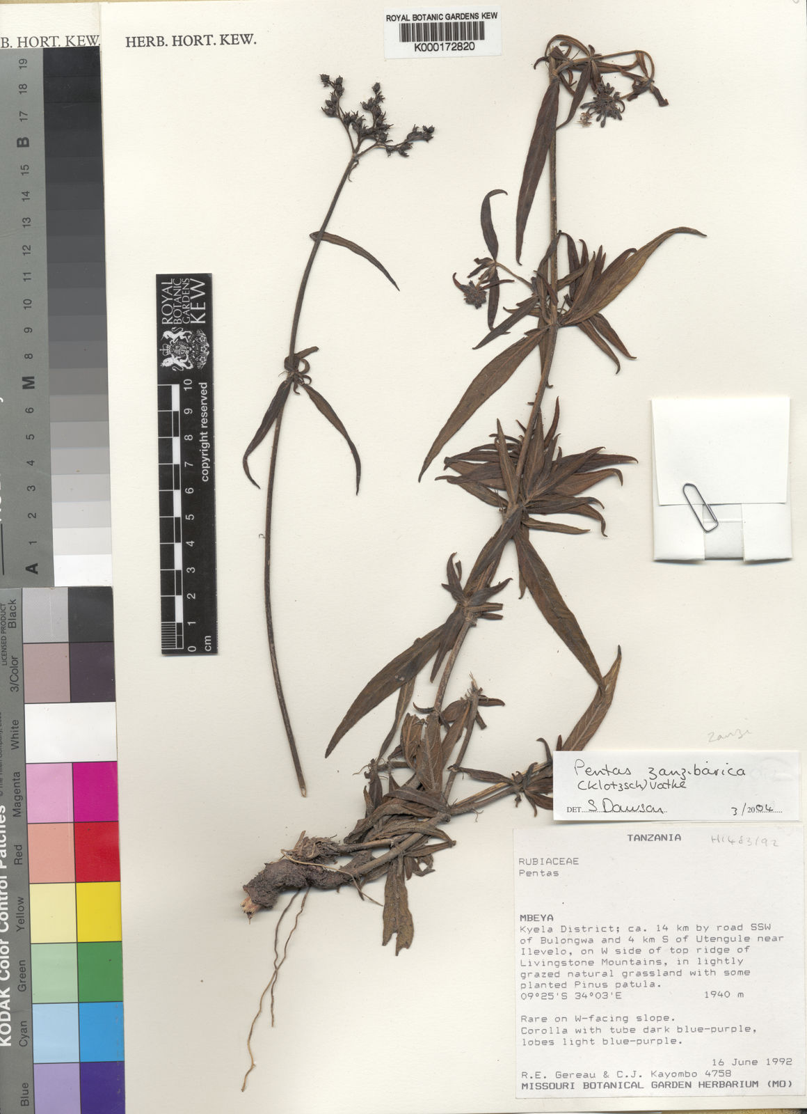 Pentas zanzibarica (Klotzsch) Vatke | Plants of the World Online 