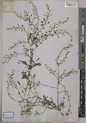 Kew Gardens K001120310:  s.coll. [Cat. no. 5261] India