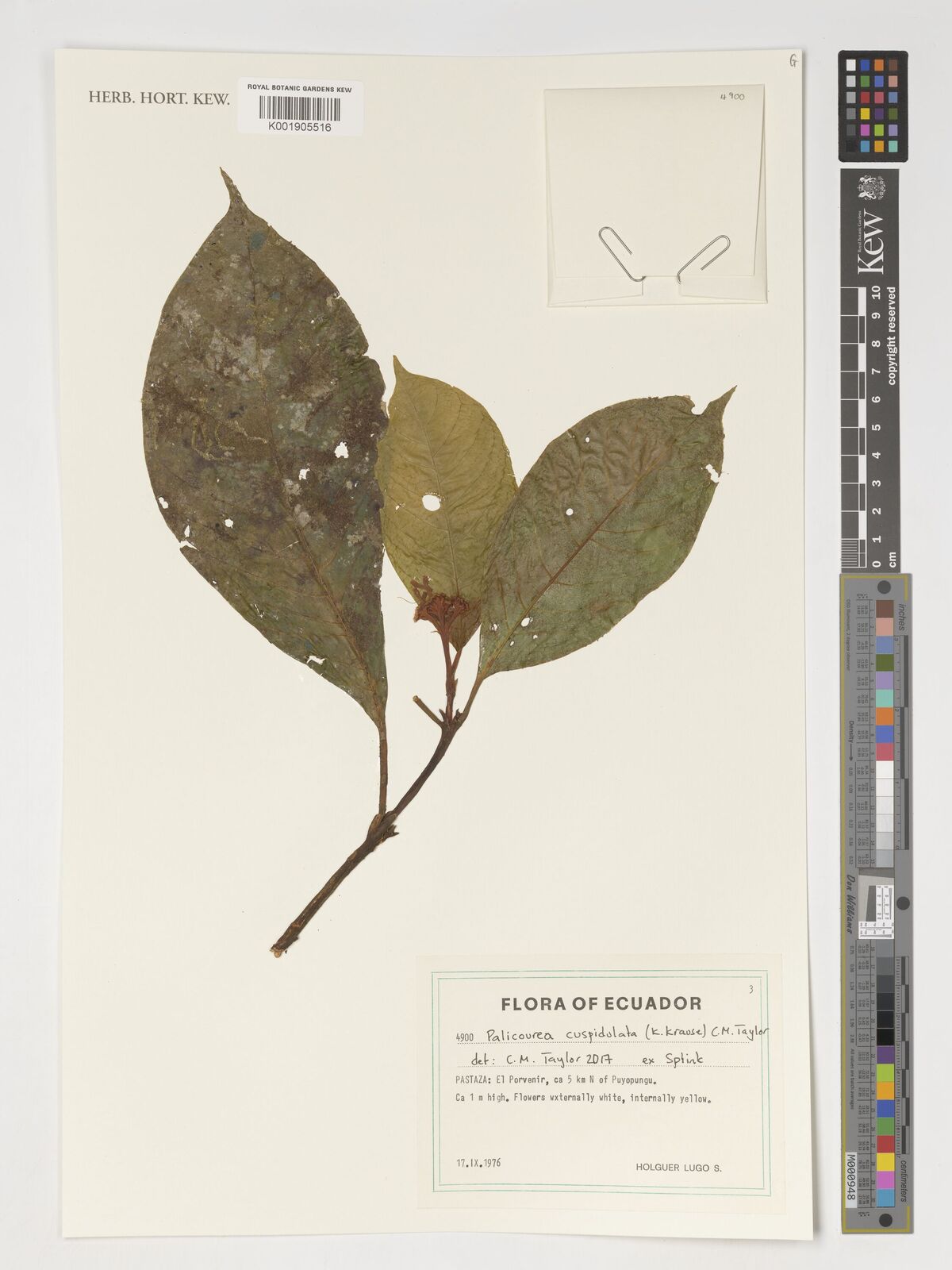 Psychotria cuspidulata