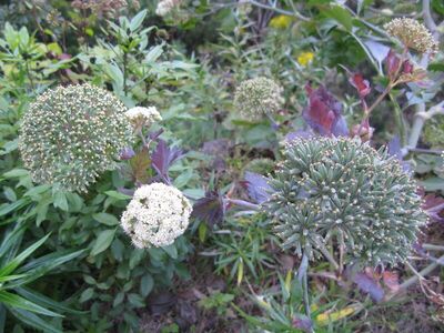 Athamanta L. | Plants of the World Online | Kew Science