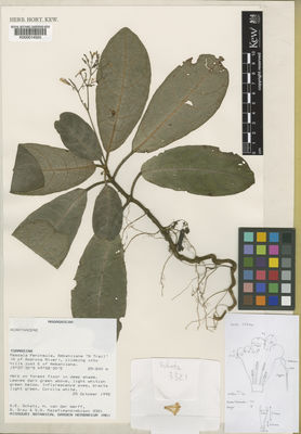 Kew Gardens K000014520:  Schatz, G.E; van der Werff; Gray, B.; Razafimandimbison, S.G. [3321] Madagascar