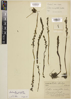 Kew Gardens K000387563:  Duthie's Collector [24181] India