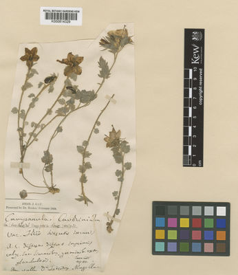 Kew Gardens K000814329:  s.coll. [s.n.] Italy