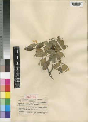 Kew Gardens K000285470:  Obermeyer, A.A.; Schweickerdt, H.G.W.J.; Verdoorn, I.C. [66] South Africa