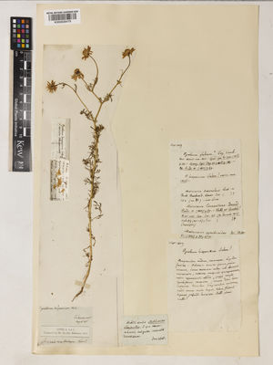 Kew Gardens K000928479:  Salzmann, P. [s.n.] Spain