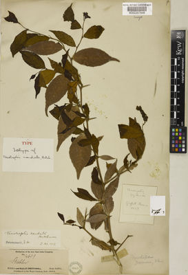 Kew Gardens K000357648:  Griffith, W. [4659] Burma